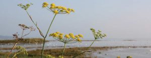 Photo fleurs de la baie d'Yffiniac